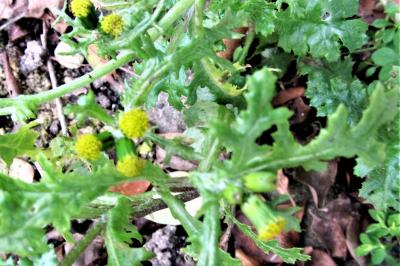 <i>Senecio vulgaris</i>