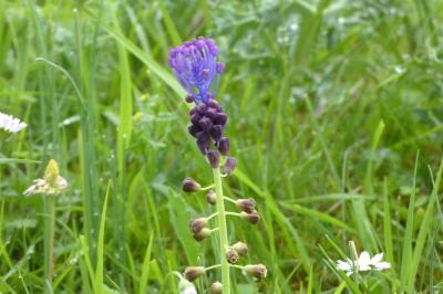 <i>Muscari comosum</i>