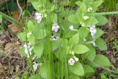 <i>Melittis melissophyllum</i>
