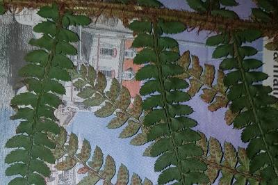 <i>Polystichum setiferum</i>