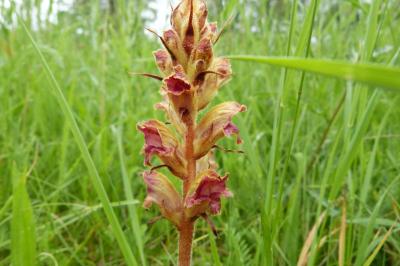 <i>Orobanche gracilis</i>