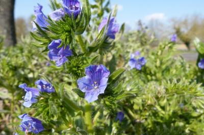 <i>Echium vulgare</i>