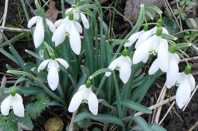 <i>Galanthus nivalis</i>