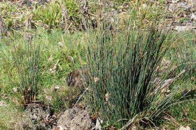 <i>Juncus inflexus</i>
