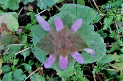 <i>Lamium purpureum</i>