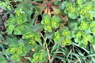 <i>Euphorbia helioscopia</i>