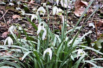 <i>Galanthus nivalis</i>