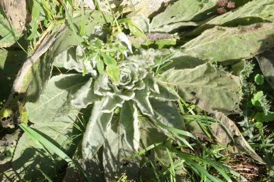 <i>Verbascum</i>