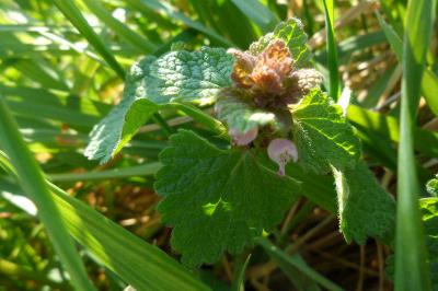 <i>Lamium purpureum</i>