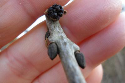 <i>Fraxinus excelsior</i>