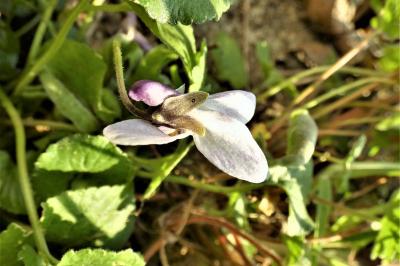 <i>Viola</i>