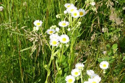 <i>Erigeron annuus</i>