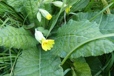 <i>Primula veris</i>