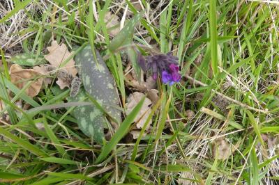 <i>Pulmonaria longifolia</i>