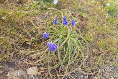 <i>Muscari neglectum</i>