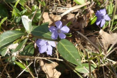 <i>Vinca minor</i>