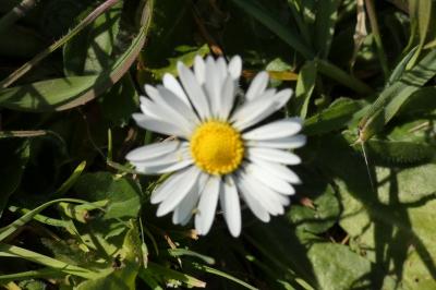 <i>Bellis perennis</i>