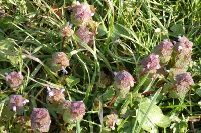<i>Lamium purpureum</i>