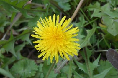 <i>Taraxacum</i>