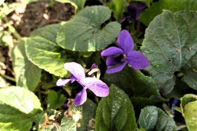 <i>Viola</i>