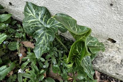 <i>Arum italicum</i>