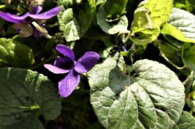 <i>Viola</i>