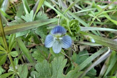 <i>Veronica persica</i>