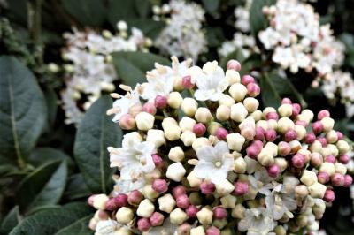 <i>Viburnum tinus</i>