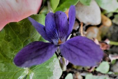 <i>Viola</i>