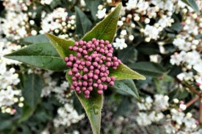 <i>Viburnum tinus</i>
