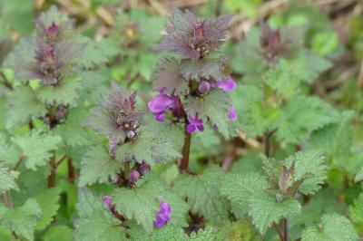 <i>Lamium maculatum</i>