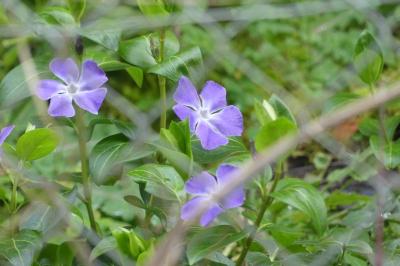 <i>Vinca major</i>