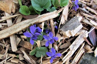<i>Viola</i>