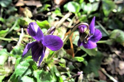 <i>Viola</i>