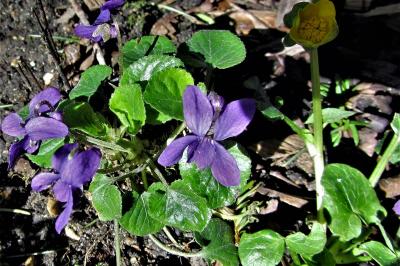 <i>Viola</i>