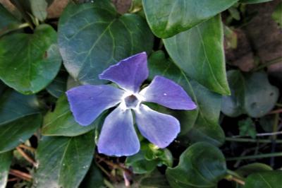 <i>Vinca major</i>