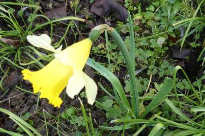 <i>Narcissus pseudonarcissus</i>