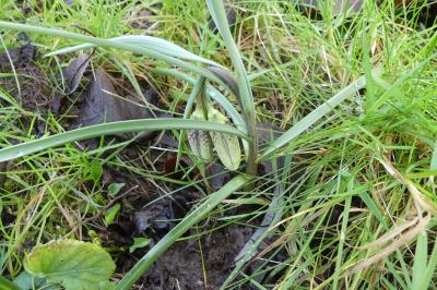 <i>Fritillaria meleagris</i>