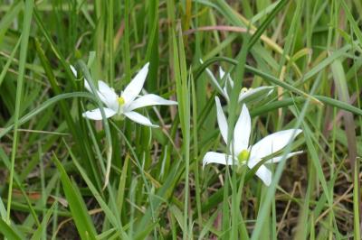 <i>Ornithogalum</i>