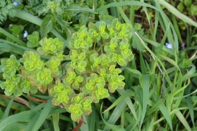 <i>Euphorbia helioscopia</i>