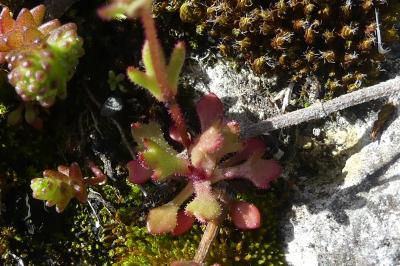 <i>Saxifraga tridactylites</i>