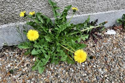 <i>Taraxacum</i>