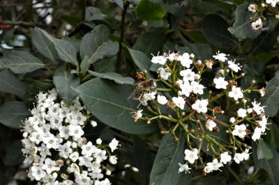 <i>Viburnum tinus</i>