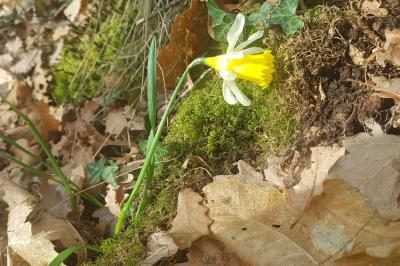 <i>Narcissus pseudonarcissus</i>