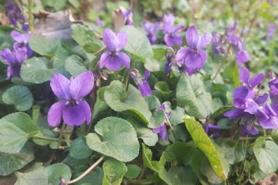 <i>Viola odorata</i>