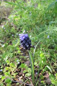 <i>Muscari neglectum</i>
