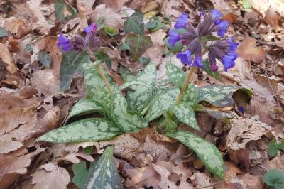 <i>Pulmonaria longifolia</i>