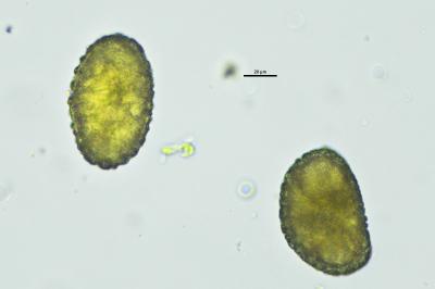 <i>Polypodium interjectum</i>