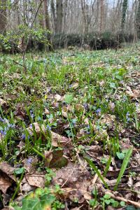 <i>Scilla bifolia</i>
