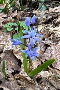 <i>Scilla bifolia</i>
